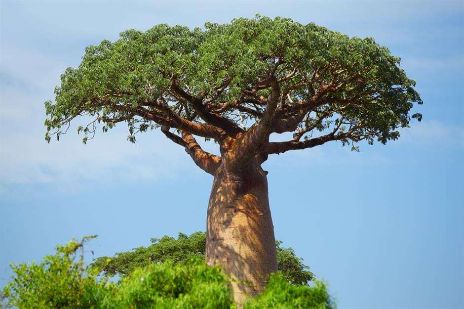 baobab tree