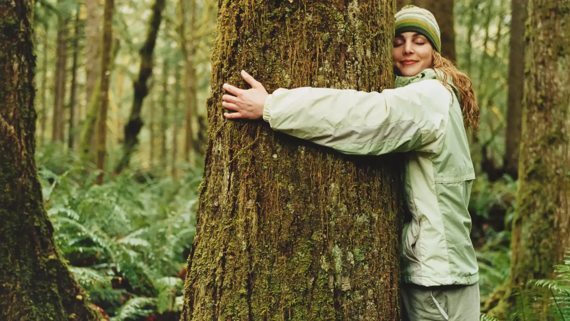 abbracciare alberi